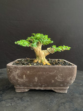 Real Plant Bonsai Sancang Premna Microphylla Bogel Style Old Size Small rare