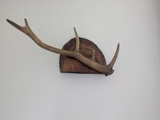 Vintage Deer Antlers Mounted On Wooden Plaque Rustic Wall Decor