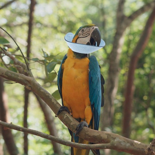Bird Care Plucking Collar Parrot En remise Anti-morsure Protège-cou Doiseau