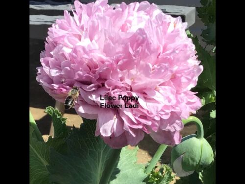 500 Seed Poppy, Lilac & Purple Mixed Seeds+Seeds+FREE MIXED PINCUSHION🎁 - Picture 3 of 11