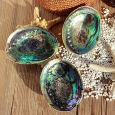 Natural Abalone Shell Conch Coral Sea Home Ornament Fish Tank Decor Soap Holder