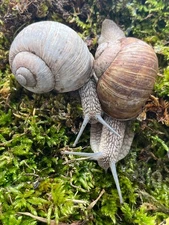 RARE Live Helix Pomatia Snail, Roman Pet Land Snail for Terrarium (USA SELLER)