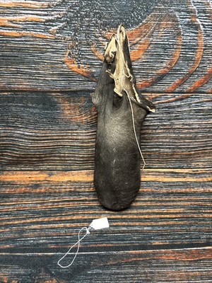 Real Bull Cow Scrotum Nut Sac Taxidermy Oddities Unique Gag Gift Ball Bag  Joke