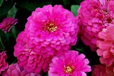 125+ROSE ZINNIA Seeds Summer Garden Flowering Annual Big Cut Flowers Fast Easy