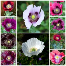 1,500 Seeds - Ultimate Mixed Poppy Seed - P. Somniferum - 10 Beautiful Varieties