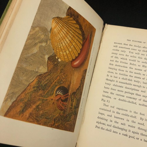 Glaucus : The Wonders of the Shore ~ Charles Kingsley ~ (5th Edition HC 1903) - Picture 15 of 17