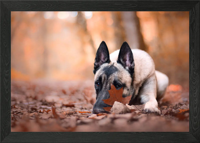 Gerahmtes Wandbild Deutscher Schäferhund Poster Leinwanddruck Bild