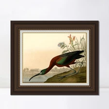 Framed Canvas Giclee Print Glossy Ibis by John James Audubon Wall Art Home Decor