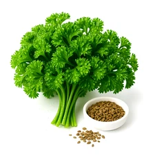 1000+ CURLY PARSLEY SEEDS | HEIRLOOM | NON-GMO | COOL-SEASON | FREE SHIPPING 🌿