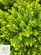 Hebe vernicosa - 5 Litre Pot - Potted Plant