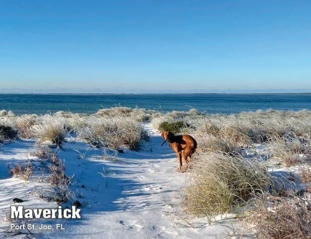 Calendario de perros 2026 Pooping Pooches, mordaza de elefante blanco intercambio de regalos intercambio de yanquis Foto 4 de 4