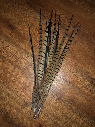 Wild Kansas Pheasant Tail Feathers. 12 Pieces. 19 - 24 inches Shipped W/ Care - 第 2/2 張圖片