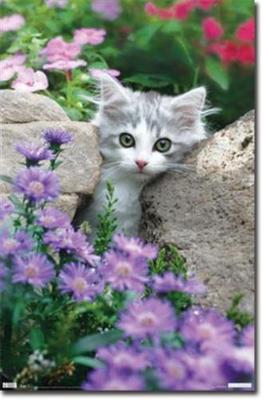 2010 KEITH KIMBERLIN KITTEN STONES POSTER 22x34TRENDS #6871 FREE SHIPPING