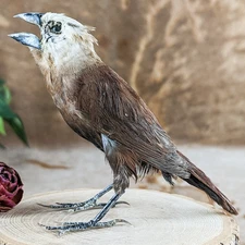 White Headed Munia finch taxidermy Bird Specimen oddity curiosities L Maja gift