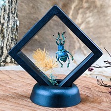 H20f ES Snout Beetle Floating Disply Entomology Taxidermy Euphold Curiosities