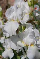 2 Litre Iris Germanica 'Cliffs of Dover' Tall Bearded Iris Herbaceous Perennial 