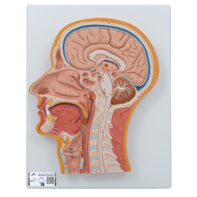 3B Scientific C12 Median Section of the Head and Brain Anatomical Model Anatomy