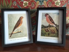 Framed Pair Linnet Bullfinch & Linnet Canary Hybrid Prints Vintage Bird Art