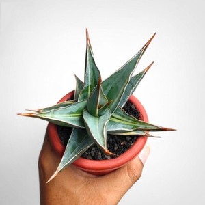 house plant trays 1020 Trays Extra Heavy Duty