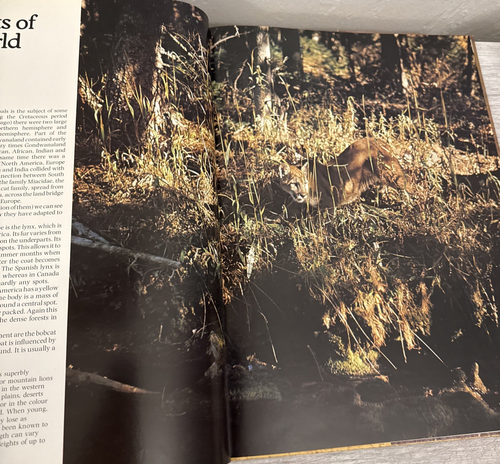 The love of Big Cats - Picture 8 of 14