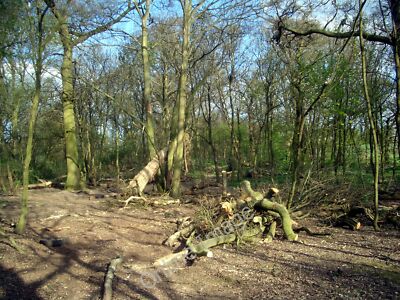 Photo 6x4 Tree Fellers Ewelme Some large trees have been cut down here. T c2010