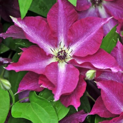 Viva Polonia Clematis Live Plant in a #3 Container