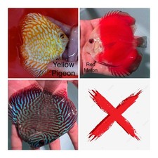 Pack of 3 Live Discus Fish 3.75" - 4" Vibrant Aquarium Fish Overnight Ship