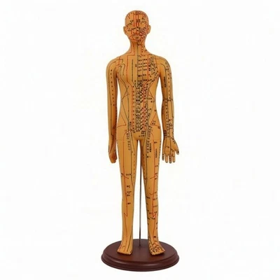 Mannequin D'acupuncture avec Aiguilles Précis Modèle D'acupuncture Didactique - Photo 1/4