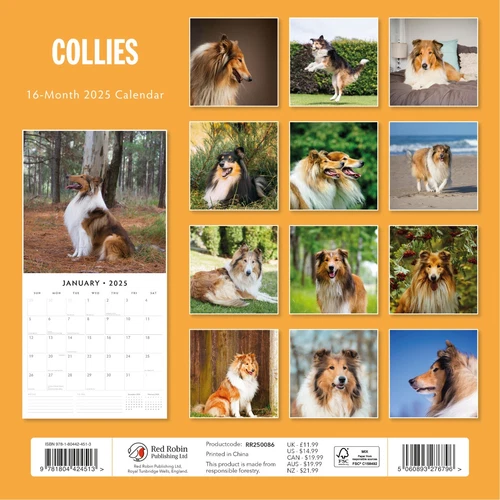 Collies 2025 Square Wall Calendar