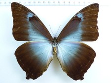 ENTOMOLOGY, BUTTERFLY: MORPHO PHANODEMUS MALE PERU