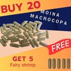 X20 Moina Macrocopa eggs cysts Live Fish Food Protein natural Get 5 Fairy shrimp
