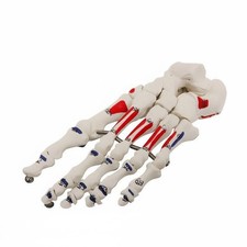 Anatomical Joint Model Anatomically Life Size Joint Skeleton