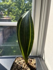 Sansevieria Masoniana white variegated snake plant whale fin