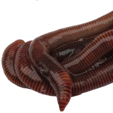 HomeGrownWorms - 100 Live Red Wigglers - Composting Worms - Live Delivery!!!