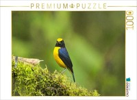 Calvendo Puzzle Long-Billed Organist (Euphonia Laniirostris) | 1000 Pieces, Fini