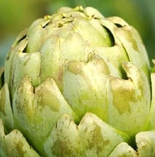 Green Globe Artichoke Seeds  | Heirloom Artichoke Seeds | NON-GMO Garden Seeds
