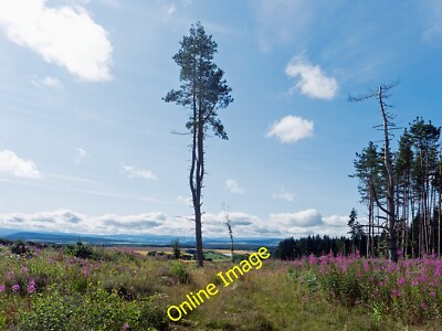 Foto 6x4 Ein Überlebender der Fällung eines Abteils auf einer Black Isle wo c2014