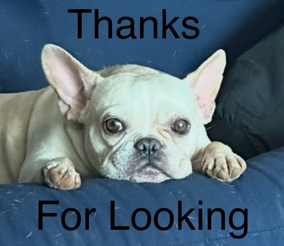 AMT BACKUP Funda Ocultación Doble Clip IWB Mano Derecha o Izquierda Foto 3 de 3