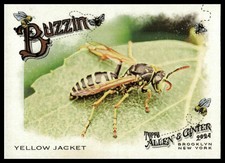 2024 Topps Allen & Ginter #BUZ-13 Yellow Jacket Buzzin'