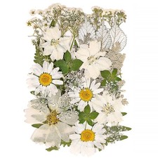 White Dried Pressed Flowers for Crafts,Real Natural Dried Flowers and Leaves ...