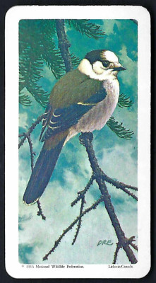 BROOKE BOND (KANADA) - CANADIAN / AMERICAN SONGBIRDS - #15 CANADA JAY