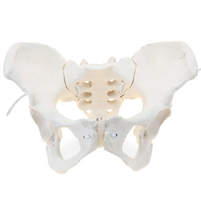 Life-Size Flexible Female Pelvis Model for Science Education, Obstetrics, Gyneco