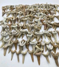 100 Genuine Sand Tiger Shark Teeth Eocene Age Fossils Morocco Authentic Shark