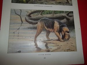 Louis A Fuertes Otterhound bookplate from 1919 National Geographic Magazine