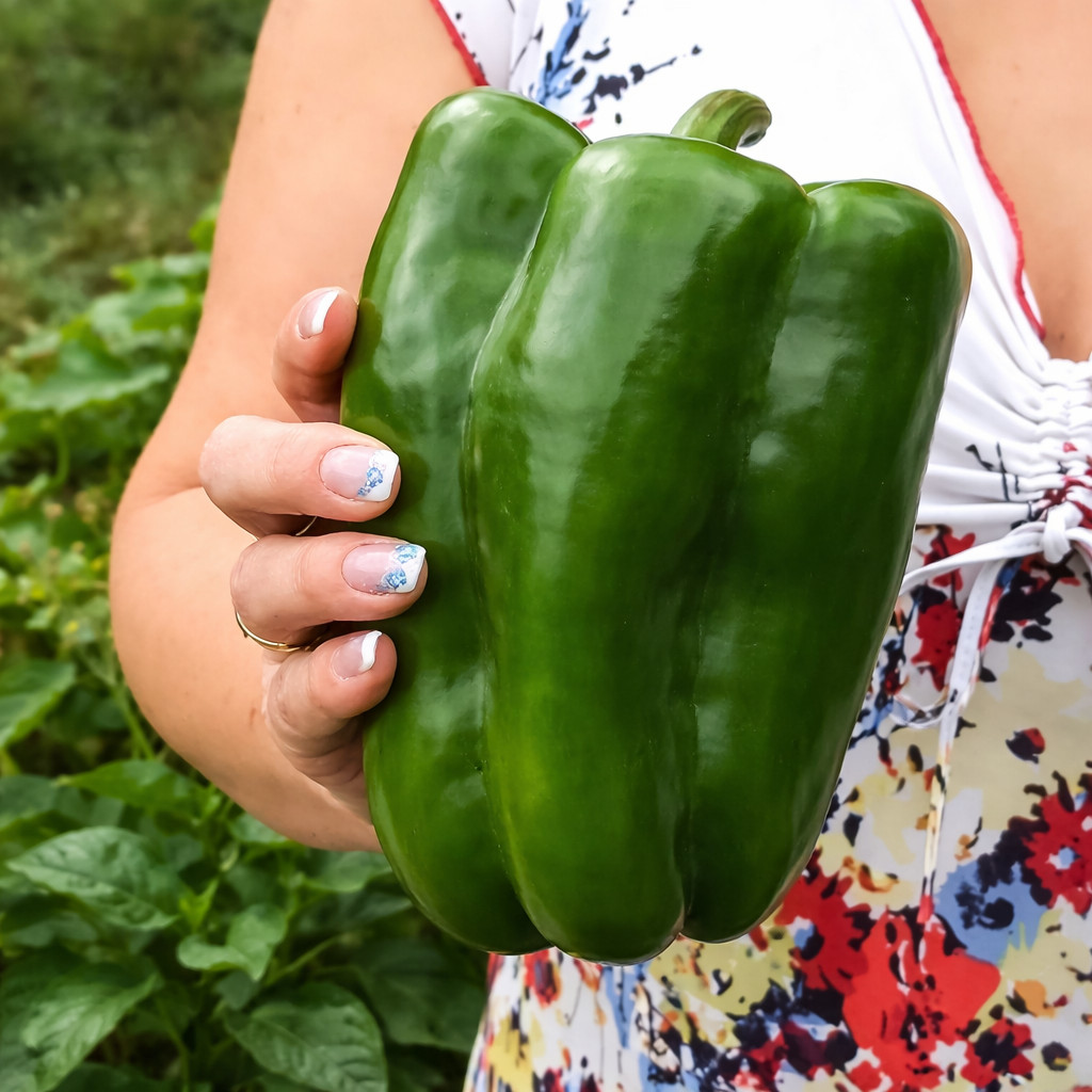 100 Heirloom Emerald Giant Pepper Seeds - Giant Sweet Green 