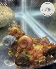 FREE SHIPPING  10 2 Mix Leopard Ramshorn Snails  Live Arrival Guarantee