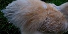 Millie Fleur / Porcelain Silkie / Satin 6+ Hatching Eggs — photo 6
