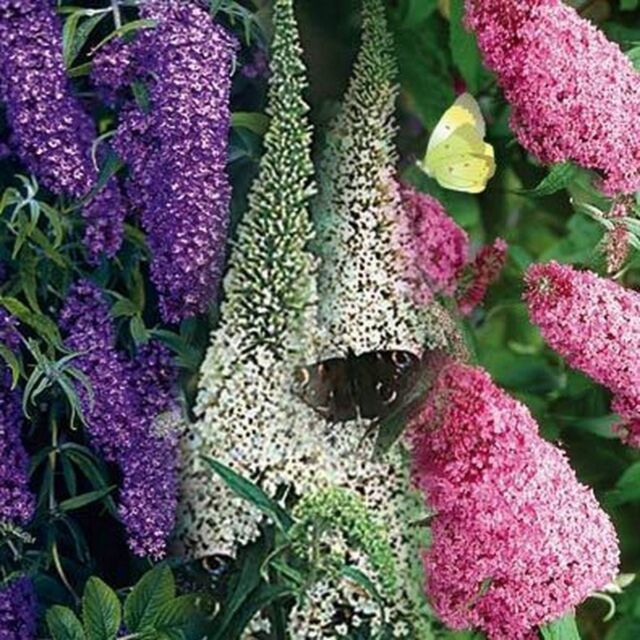 Butterfly Bush- Mixed colors- 50 Seeds - - BOGO 50% off SALE Butterfly Bush- Mixed colors- 50 Seeds - - BOGO 50% off SALE