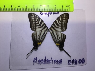 CHB 08  A+/A  SUPER CLOSE OUT SALE   Graphium mandarinus  WHILE THEY LAST !!