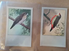 P.Sluis-Bird postcards-Series 6(Type 2)-Full set of 12 in sleeves